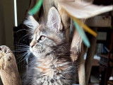 Une chatonne Maine Coon LOOF disponible à la réservation