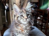 Une chatonne Maine Coon LOOF disponible à la réservation