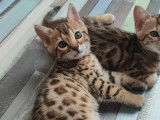 Chatons Bengal LOOF au look sauvage à vendre