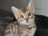 Chatons Bengal LOOF au look sauvage à vendre