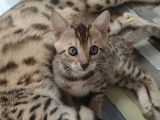 Chatons Bengal LOOF au look sauvage à vendre