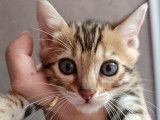 Chatons Bengal LOOF au look sauvage à vendre