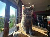 Magnifiques British Shorthair à vendre