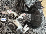 Willy chaton de 3 mois à adopter