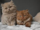 3 chatons British Shorthairs LOOF à réserver