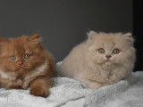 3 chatons British Shorthairs LOOF à réserver