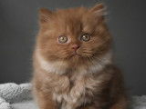 3 chatons British Shorthairs LOOF à réserver