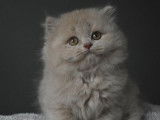 3 chatons British Shorthairs LOOF à réserver