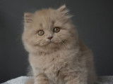 3 chatons British Shorthairs LOOF à réserver