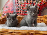 À vendre : un chaton femelle Chartreux LOOF