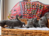 À réserver, des chatons femelles Chartreux LOOF