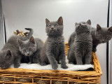 À réserver, des chatons femelles Chartreux LOOF