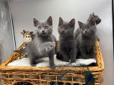 À réserver, des chatons femelles Chartreux LOOF