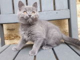 À vendre : des chatons Chartreux LOOF