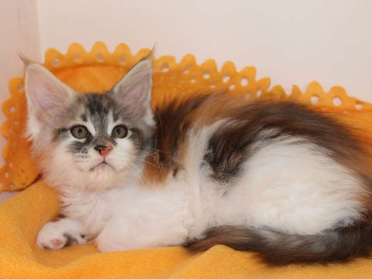 Une chatonne Maine Coon LOOF à vendre