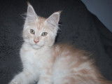 À vendre : un chaton mâle Maine Coon LOOF