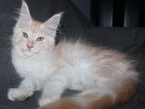 À vendre : un chaton mâle Maine Coon LOOF
