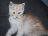 À vendre : un chaton mâle Maine Coon LOOF