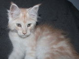 À vendre : un chaton mâle Maine Coon LOOF
