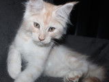 À vendre : un chaton mâle Maine Coon LOOF
