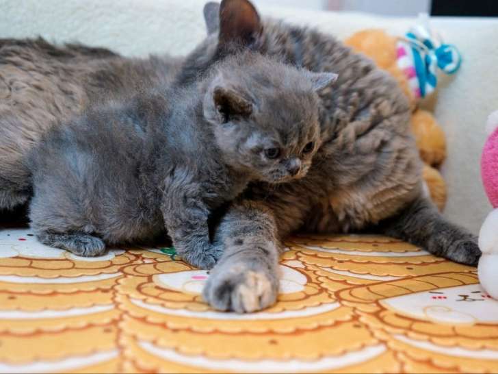 Un chaton mâle Selkirk Rex LOOF à réserver