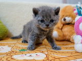 Un chaton m&acirc;le Selkirk Rex LOOF &agrave; r&eacute;server