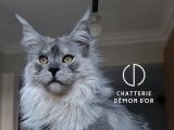 Disponible à la saillie, un chat Maine Coon LOOF