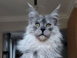 Disponible à la saillie, un chat Maine Coon LOOF