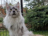 Disponible à la saillie, un chat Maine Coon LOOF