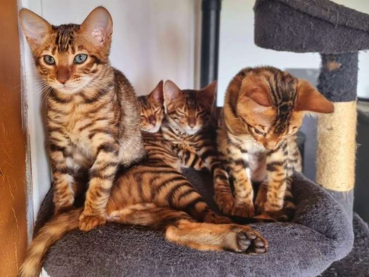 6 chatons Toygers femelles LOOF à vendre