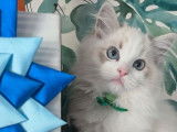 À vendre : un chaton mâle Ragdoll LOOF