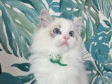 À vendre : un chaton mâle Ragdoll LOOF