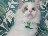 À vendre : un chaton mâle Ragdoll LOOF