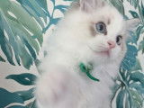 À vendre : un chaton mâle Ragdoll LOOF