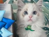 À vendre : un chaton mâle Ragdoll LOOF