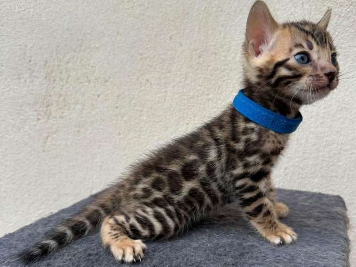 5 chatons Bengals à rosettes LOOF à réserver
