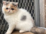 À vendre 2 chatons Exotic Shorthair bicolores LOOF