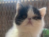 À vendre 2 chatons Exotic Shorthair bicolores LOOF