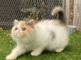 À vendre 2 chatons Exotic Shorthair bicolores LOOF