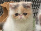 À vendre 2 chatons Exotic Shorthair bicolores LOOF