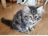2 chatons Sibériens LOOF disponibles à la réservation