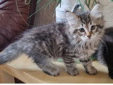 2 chatons Sibériens LOOF disponibles à la réservation