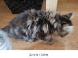 2 chatons Sibériens LOOF disponibles à la réservation