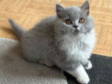 Chatonne British Longhair bleu et blanc LOOF à acheter