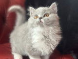 Chatonne British Longhair bleu et blanc LOOF à acheter