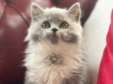 Chatonne British Longhair bleu et blanc LOOF à acheter