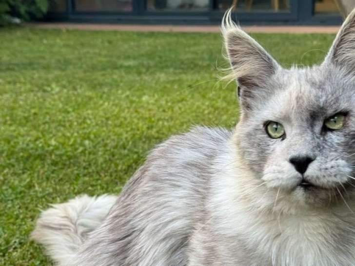 Un chat Maine Coon mâle LOOF black smoke de 2 ans disponible à l’achat