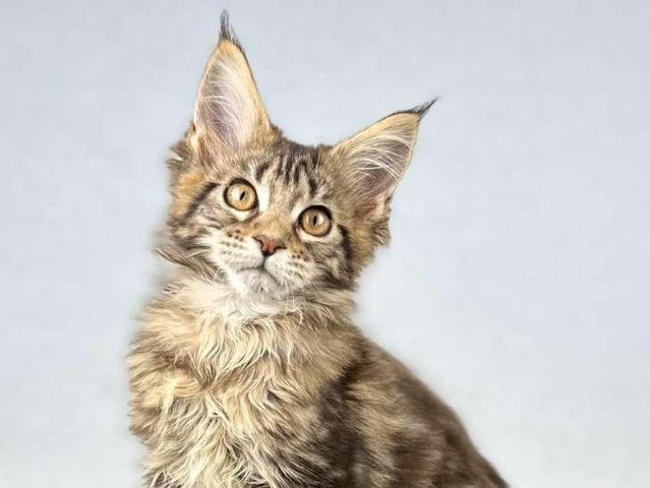 Une chatonne Maine Coon marron en vente (LOOF)