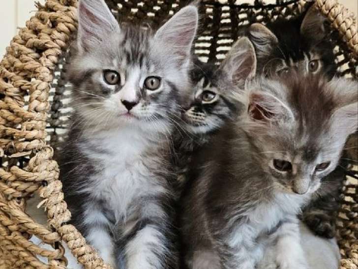 Des chatons Maine Coons LOOF disponibles à la réservation