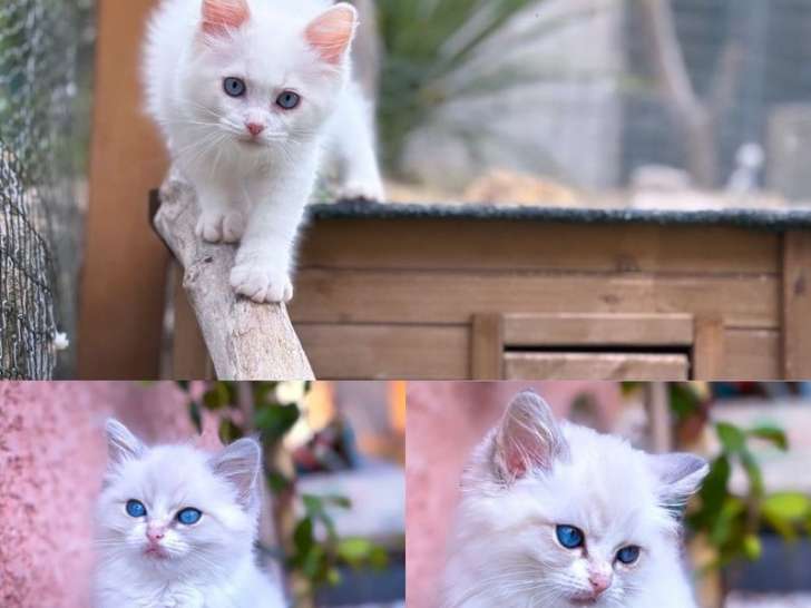 À réserver 2 chatons Ragdolls LOOF